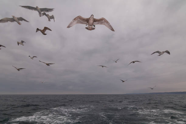 gulls 海の - fishing village ストックフォトと画像