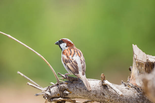 istock The bird is on a natural tree branch. 948430398