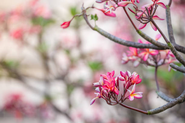 istock Flower in garden nature light background 948430538