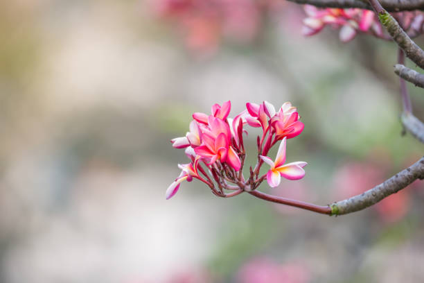 istock Flower in garden nature light background 948430582