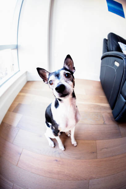 istock Cute dog looking up towards the camera 948431310