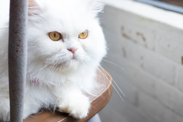 istock White cat on the chair 948434498