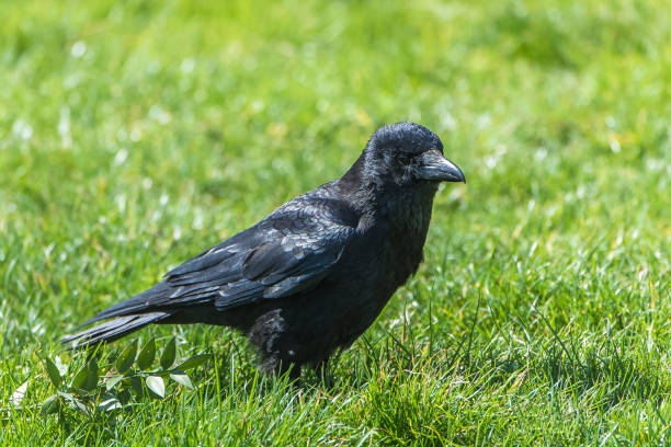 Black crow Black crow standing on the grass in spring raven corvus corax bird squawking stock pictures, royalty-free photos & images