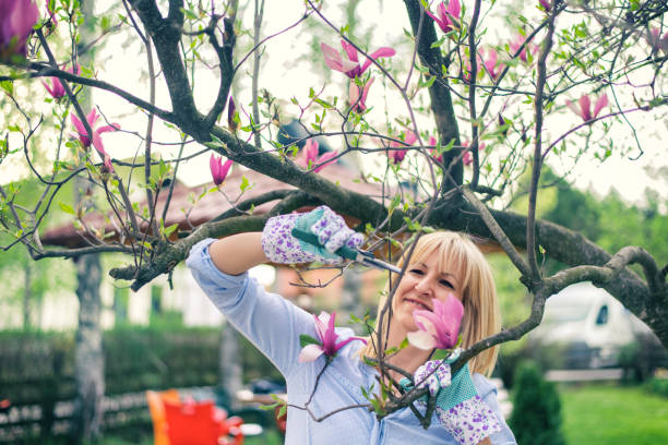 봄 날에 여자 절단 목련 나무 - sweet magnolia tree blossom white 뉴스 사진 이미지