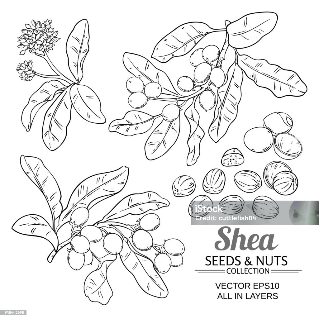Shea Vector Shea Vector Set Stock Illustration - Download Image Now - Cut Out, Nut ...