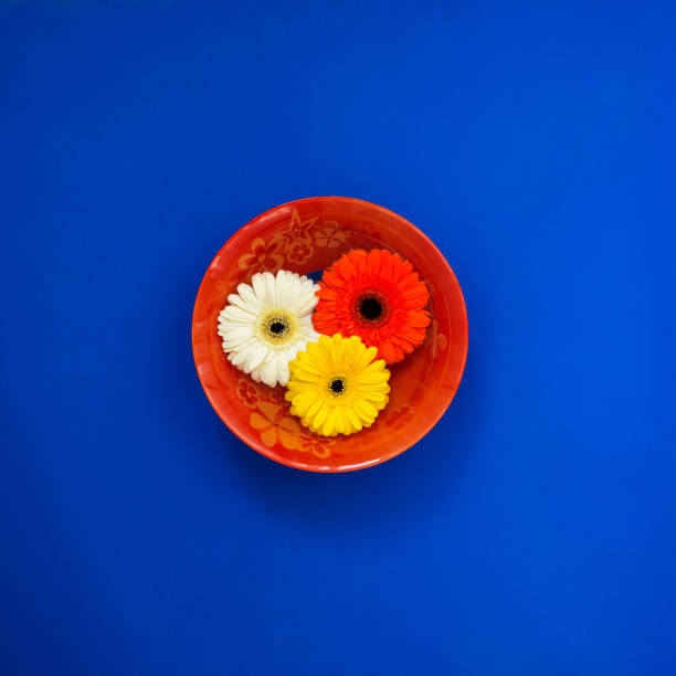 istock Red dish with colorful gerbera flowers on blue 948443406
