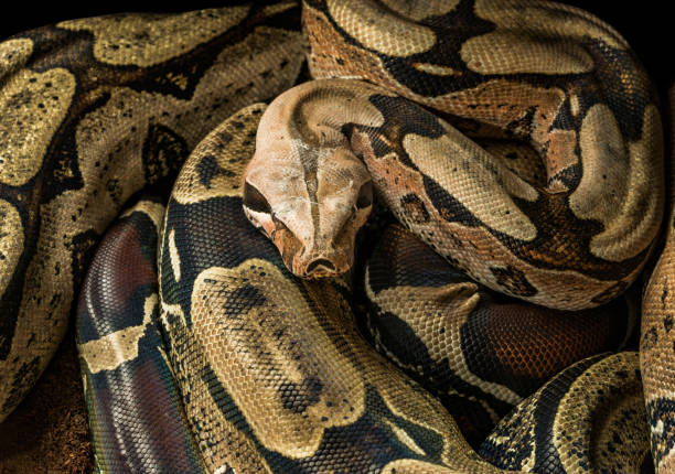 istock Boa constrictor constrictor Surinam Guyana. Male 948443902