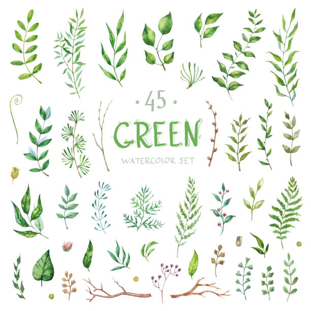 Vector Set watercolor elements. Collection garden and branches. Illustration isolated on white background. Vector Big Set watercolor elements - herbs and leaf. Collection garden, wild foliage, flowers and branches. Illustration isolated on white background. Green. wildflower drawing stock illustrations