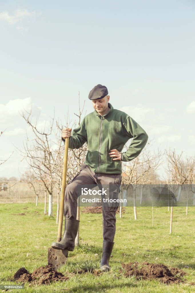 Uomo nel frutteto - piantina di frutta - Foto stock royalty-free di Adulto