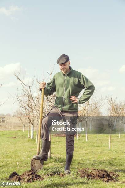 Man In Orchard Fruit Seedling Stock Photo - Download Image Now - Adult, Adults Only, Digging