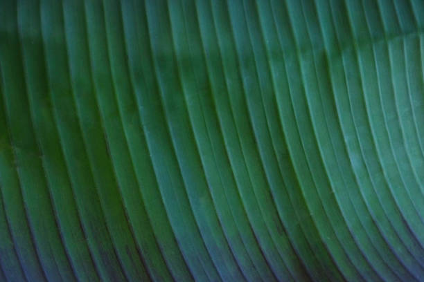 istock Close up cropped image of banana palm leaf with visible texture structure. Green nature concept background. 948444404