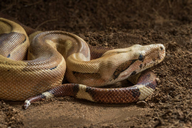 boa constrictor imperator - hombre. forma mutacional hypo selva. albino - hypo fotografías e imágenes de stock