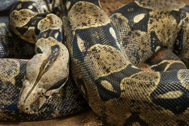 Photo of Boa constrictor imperator - nominal Colombia. Colombian redtail boas, females