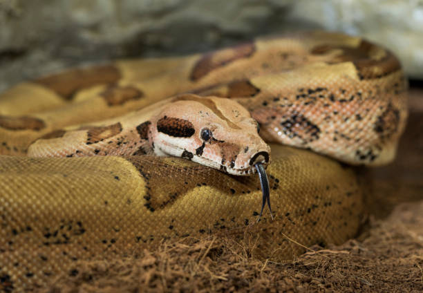 boa constrictor imperator. forma mutacional hypo selva. albino. mujer serpiente muestra su lengua - hypo fotografías e imágenes de stock