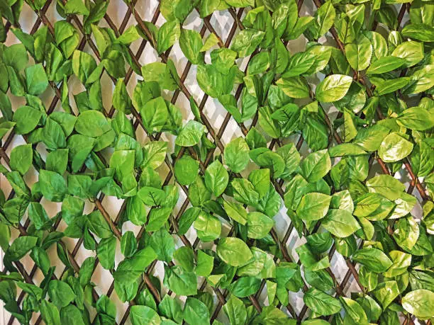 green leaves on lath fence wall wood