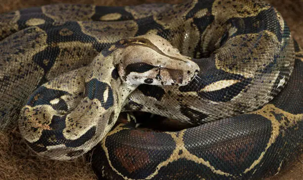 Photo of Close up of Boa constrictor imperator - nominal Colombia - colombian redtail boas, females