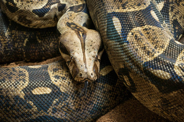 primo di boa constrictor imperator. colombia nominale - boa colombiano codarossa, femmine - color image aggression wildlife horizontal foto e immagini stock