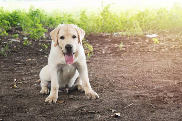 istock Dog playing outside smiles 948451500
