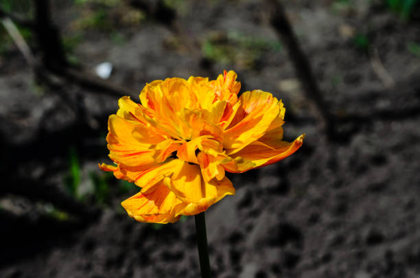 California poppy or golden poppy, California sunlight, cup of gold (Eschscholzia californica) flower head close-up