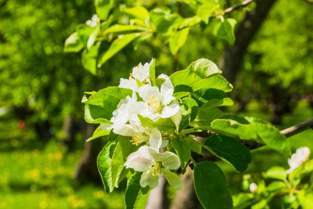 istock A branch of a beautiful blossoming apple tree 948454642