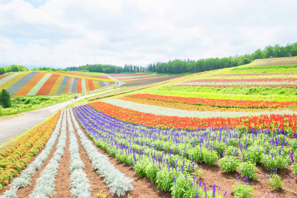 istock beautiful  landscape in biei 948454706