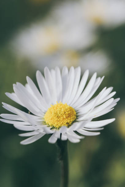 istock Beautiful white daisy flower in the garden 948454876