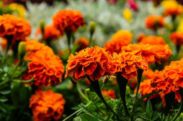 istock Mexican marigolds (Tagetes erecta, Aztec marigold) on a flowerbed 948456284