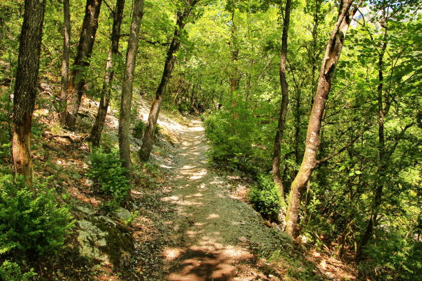 istock Track through the forest, France 948456644