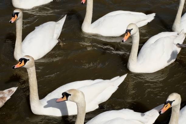 istock A group of swans on the River Thames at Windsor, England, on a bright spring morning 948459452