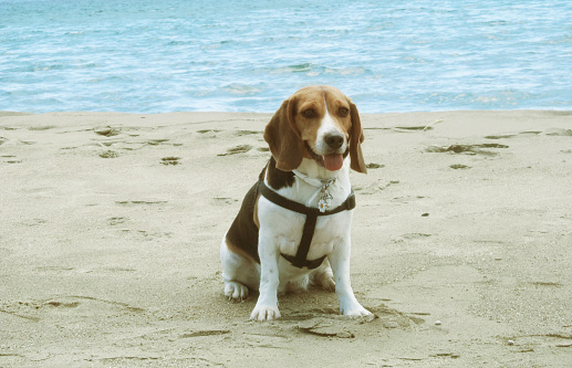 beagle dog sitting on a sandy beach