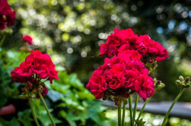 istock Red geraniums in the garden 948460264