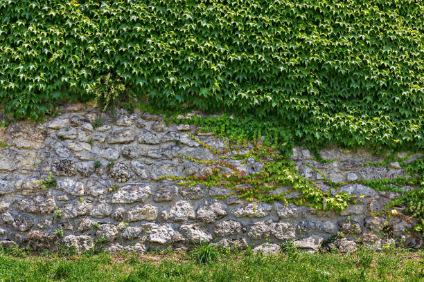 istock Old stone wall overgrown with ivy 948460594