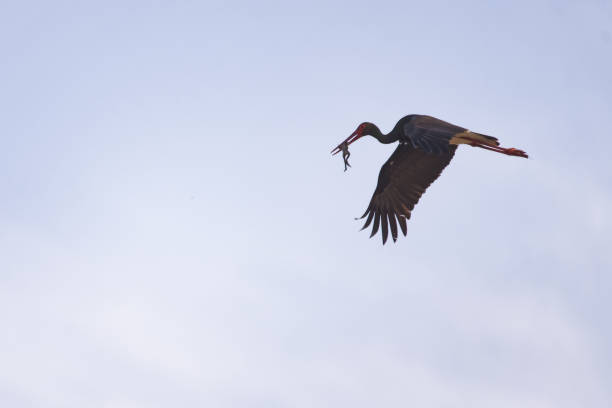 istock Black stork flying with a dead frog in its mouth 948460930