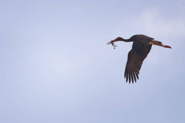 istock Black stork flying with a dead frog in its mouth 948460934