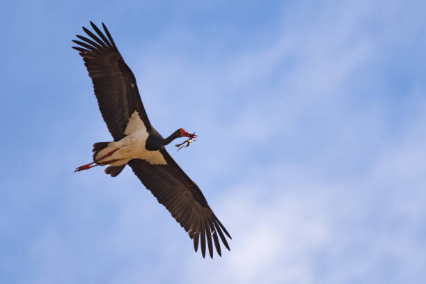 istock Black stork flying with a dead frog in its mouth 948460938