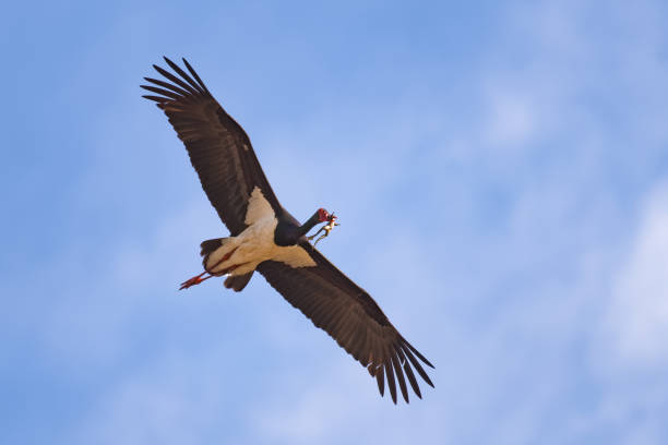 istock Black stork flying with a dead frog in its mouth 948460940