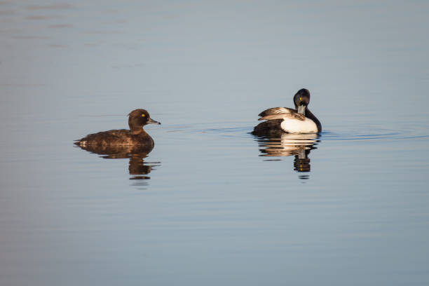 istock A pair of tufted ducks on a lake 948461060