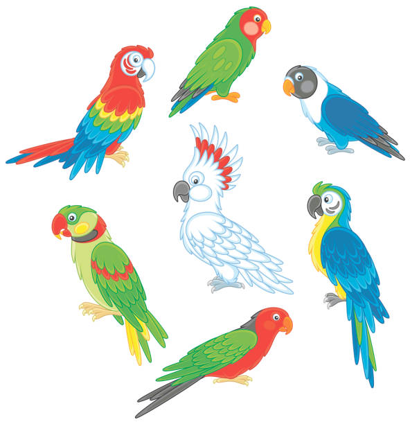 ilustrações, clipart, desenhos animados e ícones de engraçado papagaios coloridos - parrot multi colored bird perching