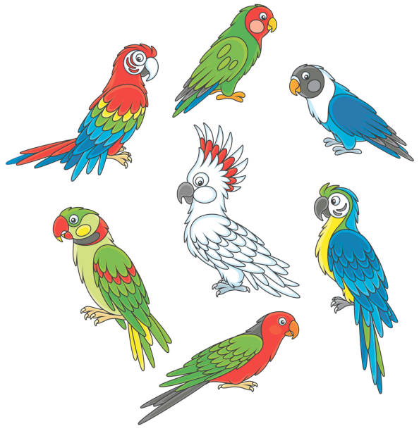 ilustrações, clipart, desenhos animados e ícones de engraçado papagaios coloridos - parrot multi colored bird perching