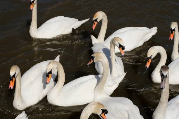 istock A group of swans on the River Thames at Windsor, England, on a bright spring morning 948463832