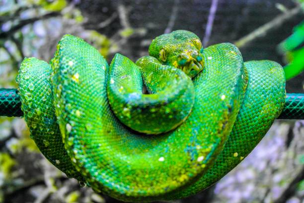 istock Green mamba close up photo 948464362