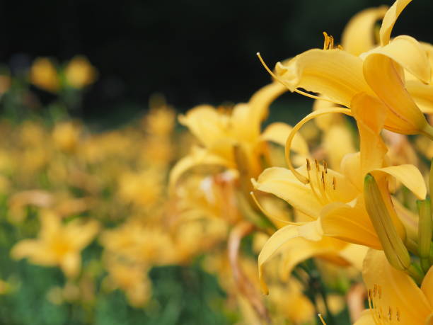 istock Nikkokishge blooming in full bloom 948464862