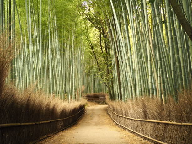 istock Bamboo grove in Kyoto 948465374