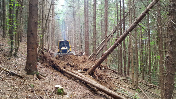 istock The bulldozer makes way in the forest 948468726