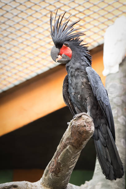 istock black palm cockatoo sitting on the tree branch, full size portrait 948468912