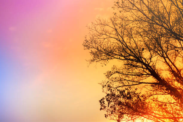 istock dry tree silhouette over colorful sunset sky, beautiful nature background 948472546