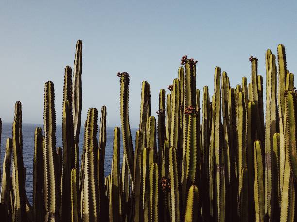 Cactuses on sunny summer day in gran canaria spain. Photo taken with mobile phone. Candid vacation shot.