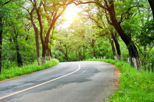 istock Curve road in a green forest 948481198