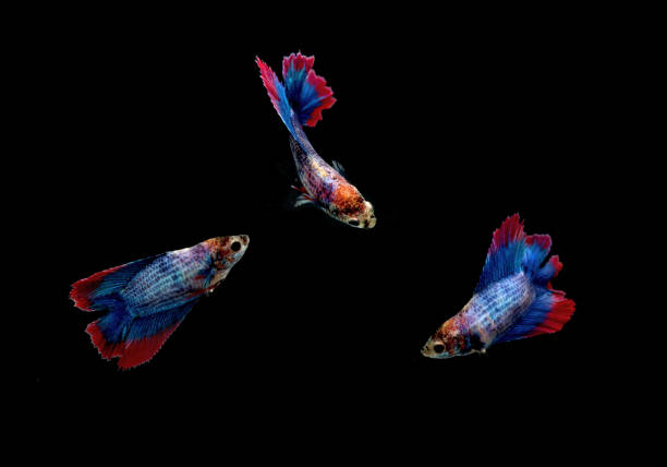 istock Moving moment of siamese fighting fish, Betta splendens isolated on black background. 948481338