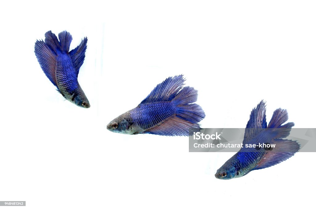 Moving moment of siamese fighting fish, Betta splendens isolated on white background. Activity Stock Photo